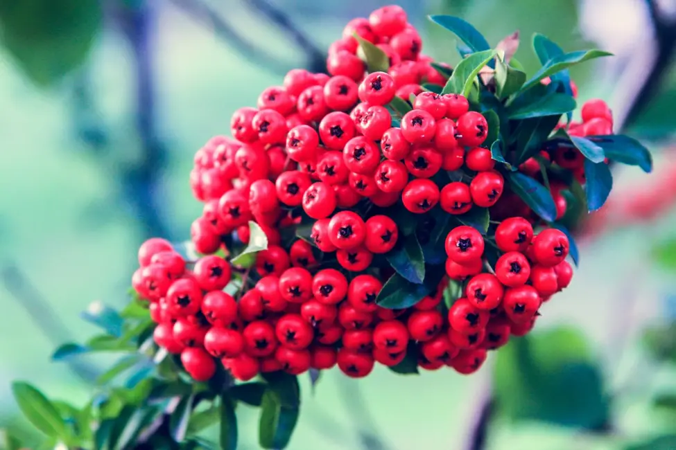 Red berries of Pyracantha coccinea tree growing in a garden—Image by Sophie Dale.
