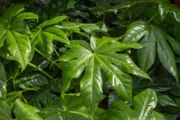Are Fatsia Japonicas poisonous to cats
