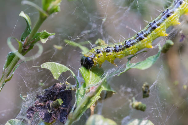 box caterpillar webbing and skeletal leaves