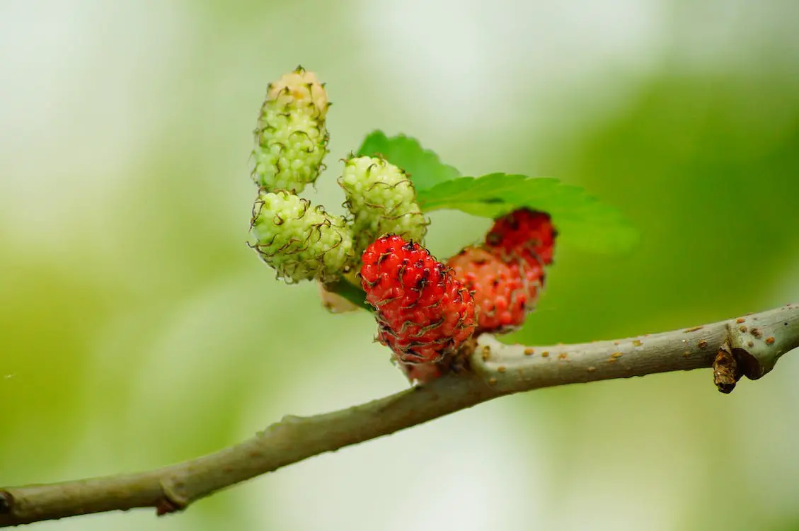 tiny bugs on mulberries