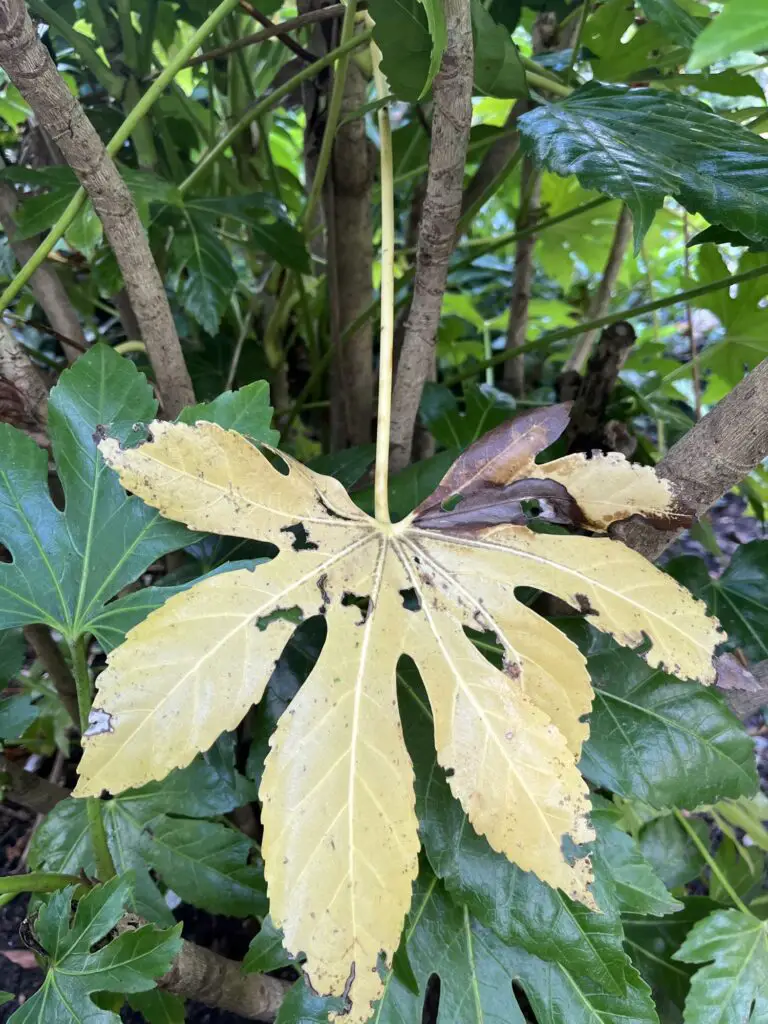 damaged fatsia japonica leaf