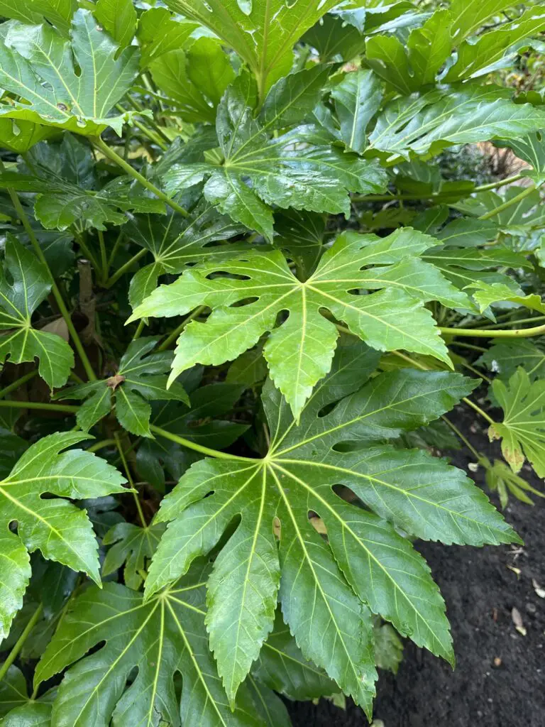 How to prune fatsia japonica