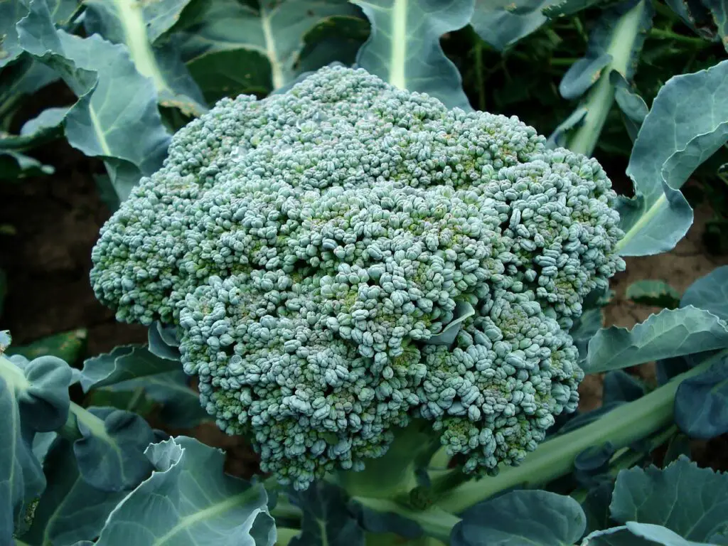 This image shows the large head of a calabrese broccoli plant - the green variety, not the purple sprouting broccoli that has smaller florets.