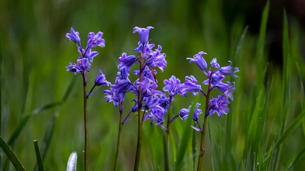 bluebell vs hyacinth