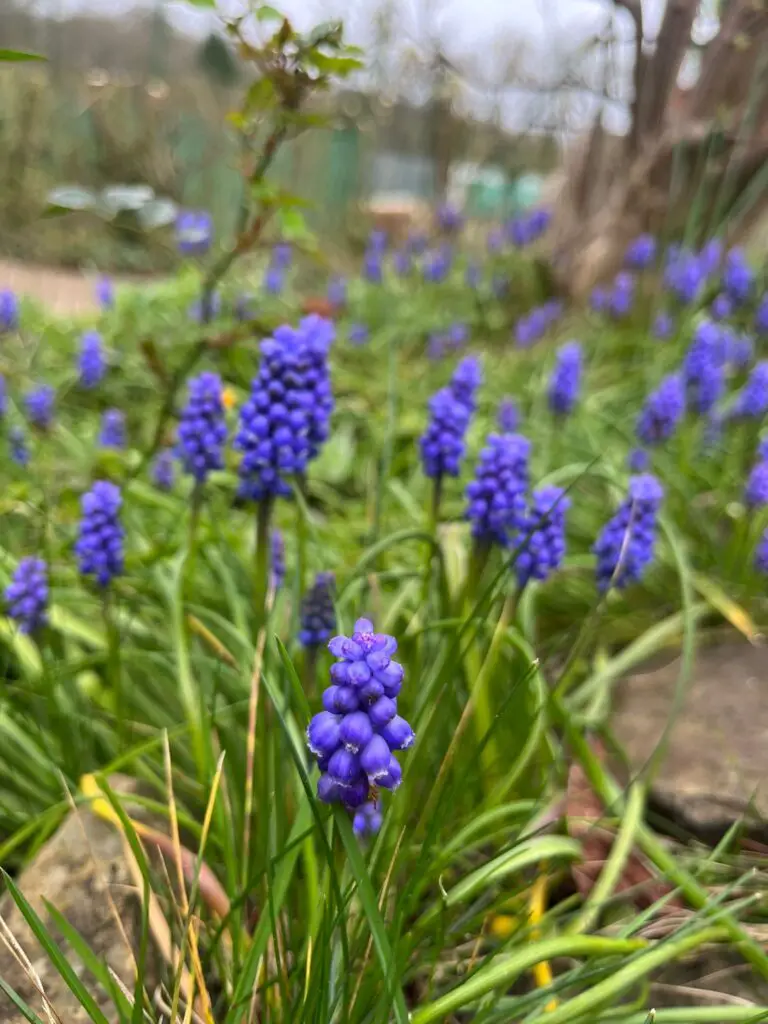 picture of a grape hyacinth