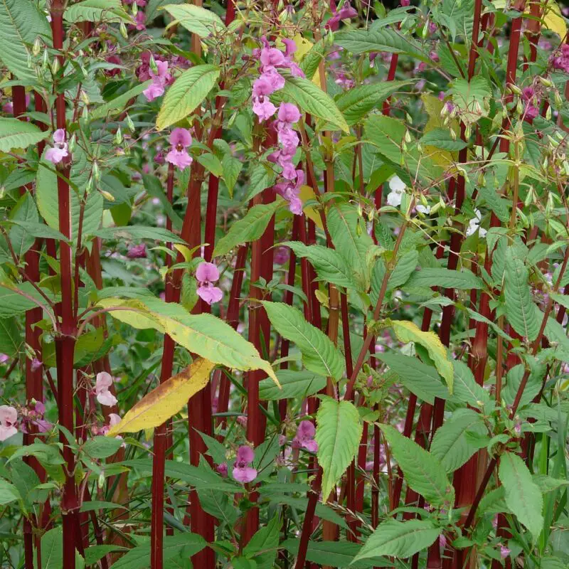how to remove himalayan balsam