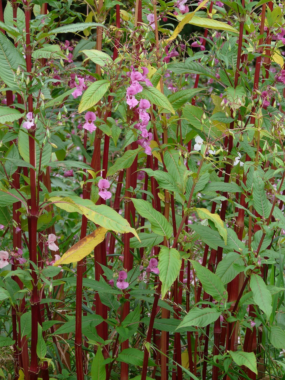 how to remove himalayan balsam