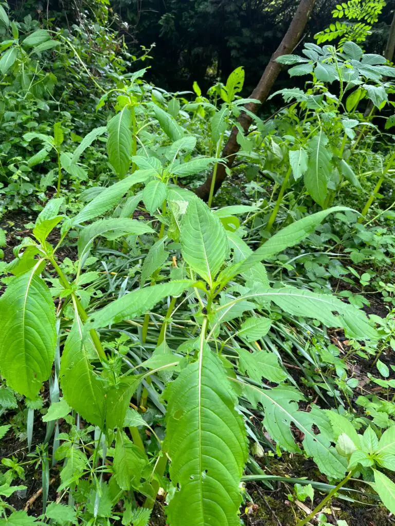 himalayan balsam in may 