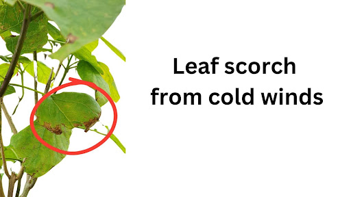 Leaf Scorch